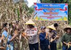 Dukung Swasembada Pangan Nasional, Polres Padang Panjang Ikuti Panen Raya Jagung Serentak dan Launching Program Ketahanan Pangan Polri