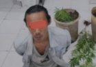 Polisi Bongkar Budidaya Ganja Rumahan di Agam, Tanaman Ditemukan di Pot Bekas Cat