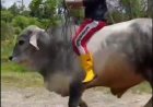 Polisi di Agam Rawat Sapi Kurban Jumbo 1,2 Ton, “Bromo” Masuk Jajaran Sapi Terberat Jelang Idul Adha