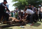 Polres Sijunjung Sembelih 10 Hewan Kurban, Wujud Kepedulian Sosial dan Semangat Berbagi Idul Adha