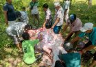 Idul Adha 1447 H, Polda Sumbar Salurkan Tiga Sapi Kurban untuk Korban Bencana di Huntara Palembayan