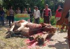 Polda Sumbar Salurkan Hewan Kurban untuk Warga Huntara Maninjau, Perkuat Kepedulian dan Solidaritas Pascabencana