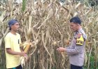 Dukung Ketahanan Pangan, Bhabinkamtibmas Polres Pasaman Sambangi Petani Jagung dan Imbau Warga Jauhi Judi Online