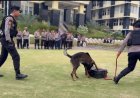 Simulasi K9 Polda Sumbar: Ketangkasan Unit Satwa Pelacak Narkotika Sukses Edukasi Peserta Upacara