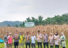 Kapolsek V Koto Kampung Dalam, Polres Pariaman Hadiri Panen Raya Perdana Jagung BUMNag Sikucua Tengah
